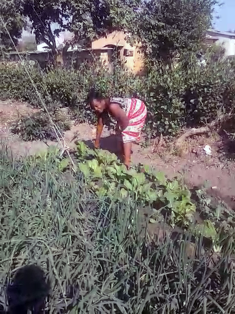 (2020) Musole Kabwe Zambia Slow Food gardens moestuin